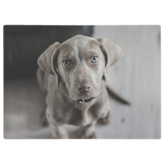 Weimaraner Blue