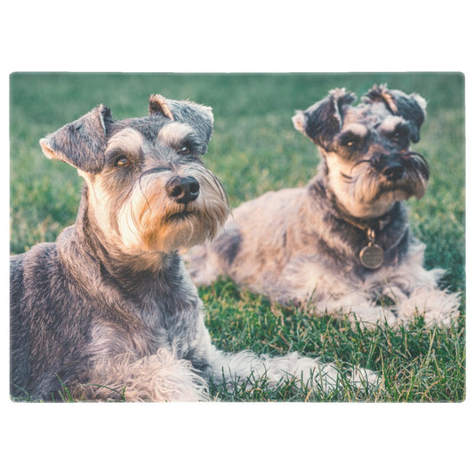 Two Miniature Schnauzers