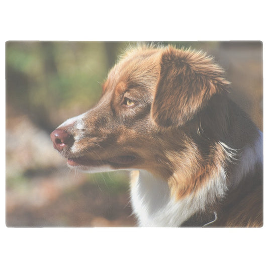 Sheepdog Portrait